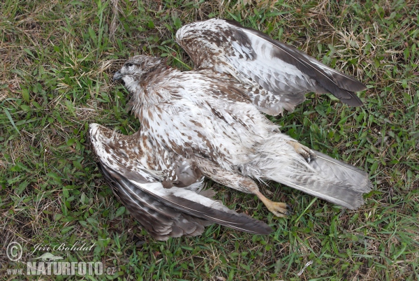 Myšiak lesný - Kadaver (Buteo buteo)