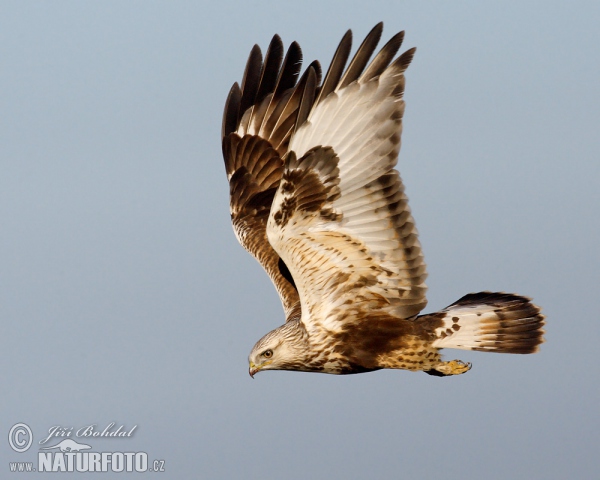 Myšiak severský (Buteo lagopus)