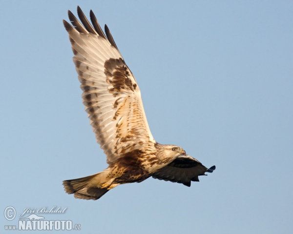 Myšiak severský (Buteo lagopus)