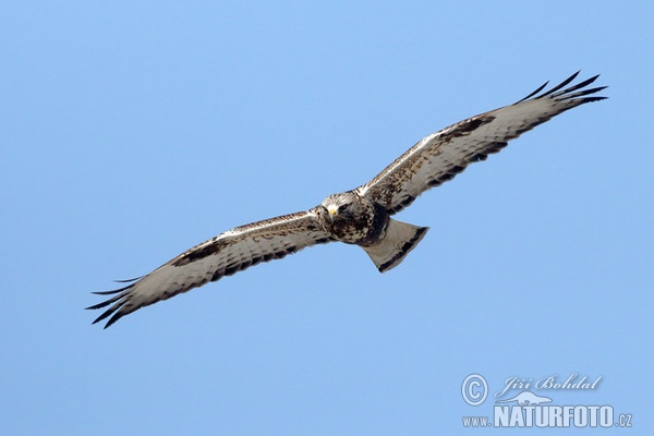 Myšiak severský (Buteo lagopus)