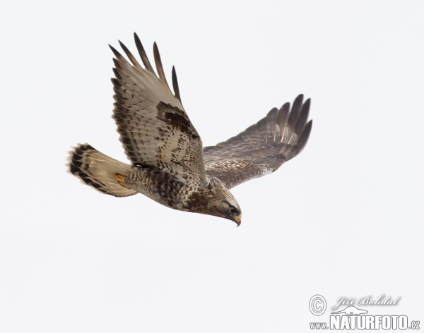 Myšiak severský (Buteo lagopus)