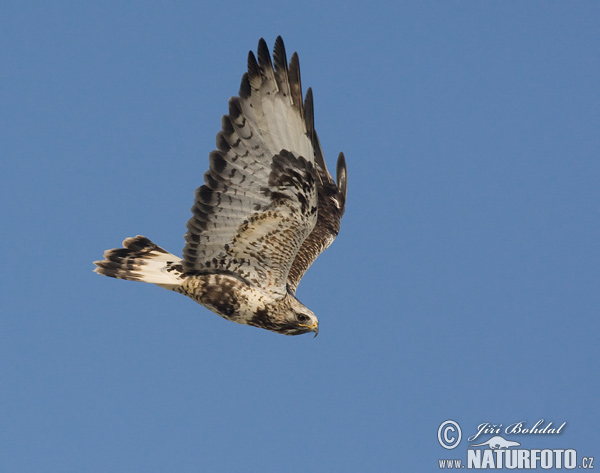 Myšiak severský (Buteo lagopus)