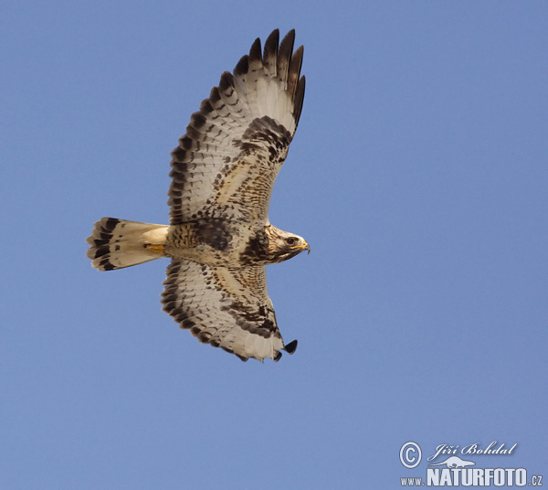 Myšiak severský (Buteo lagopus)