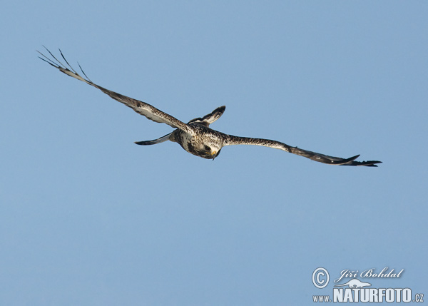 Myšiak severský (Buteo lagopus)