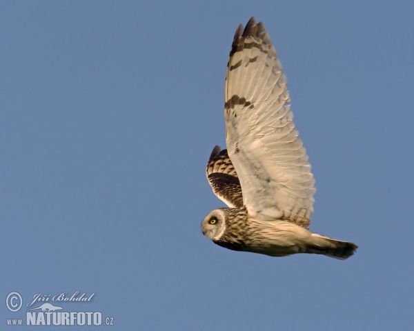 Myšiarka močiarna (Asio flammeus)