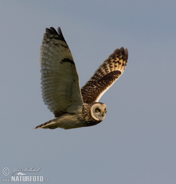 Myšiarka močiarna (Asio flammeus)