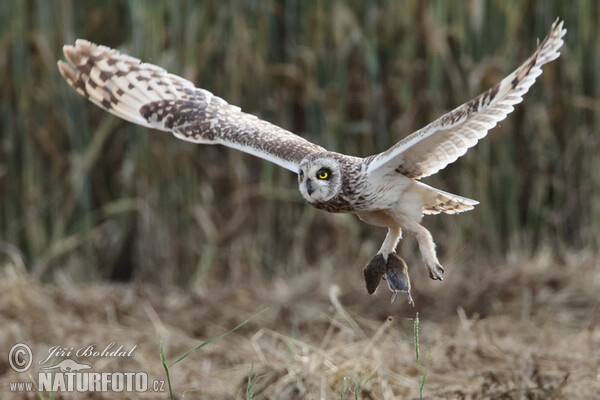Myšiarka močiarna (Asio flammeus)