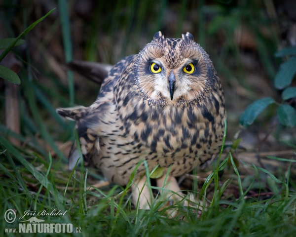 Myšiarka močiarna (Asio flammeus)