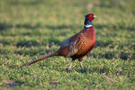 Bažant obecný (Phasianus colchicus)