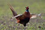 Hrabaví (Galliformes)