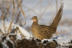 Bažant obecný - slepice (Phasianus colchicus)