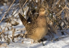 Bažant obecný - slepice (Phasianus colchicus)