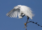 Beluša malá, Volavka striebristá, Čapľa malá (Egretta garzetta)