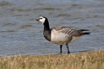 Berneška bělolící (Branta leucopsis)