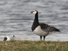 Berneška bělolící (Branta leucopsis)