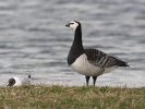 Berneška bělolící (Branta leucopsis)