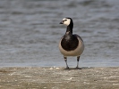 Berneška bělolící (Branta leucopsis)