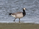 Berneška bělolící (Branta leucopsis)