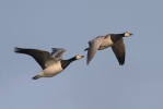 Berneška bělolící (Branta leucopsis)