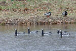 Berneška bělolící (Branta leucopsis)