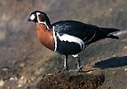 Berneška rudokrká (Branta ruficollis)