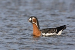 Berneška rudokrká (Branta ruficollis)