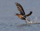 Berneška rudokrká (Branta ruficollis)