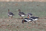 Berneška rudokrká (Branta ruficollis)