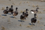 Berneška tmavá (Branta bernicla)