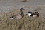 Berneška tmavá (Branta bernicla)