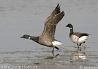 Berneška tmavá (Branta bernicla)