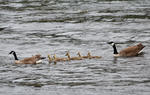 Berneška velká (Branta canadensis)