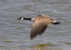 Berneška velká (Branta canadensis)