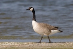 Berneška velká (Branta canadensis)