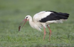 Bocian biely (Ciconia ciconia)