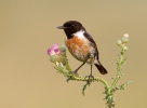 Bramborníček černohlavý (Saxicola torquata)