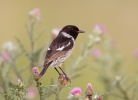 Bramborníček černohlavý (Saxicola torquata)