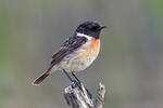 Bramborníček černohlavý (Saxicola torquata)