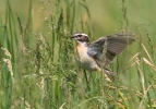 Bramborníček hnědý (Saxicola rubetra)