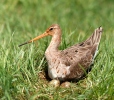 Brehár čiernochvostý (Limosa limosa)