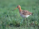 Břehouš černoocasý (Limosa limosa)