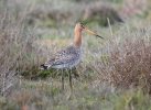 Břehouš černoocasý (Limosa limosa)