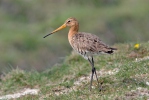 Břehouš černoocasý (Limosa limosa)