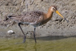 Břehouš černoocasý (Limosa limosa)