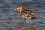 Břehouš černoocasý (Limosa limosa)