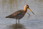 Břehouš černoocasý (Limosa limosa)