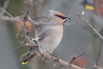 Brkoslav severní (Bombycilla garrulus)