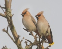 Brkoslav severní (Bombycilla garrulus)