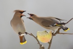 Brkoslav severní (Bombycilla garrulus)