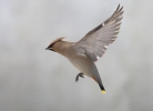 Brkoslav severní (Bombycilla garrulus)